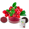 สารสกัดจากแครนเบอร์รี่ Proanthocyanidins Cranberry Fruit Powder